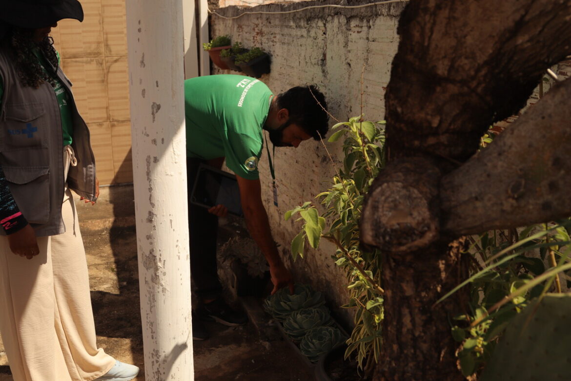 Mesmo no inverno é importante continuar a se precaver contra o Aedes aegypti